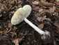 Gyilkos galóca (Amanita phalloides), Somogy. Fehér, sűrű, szabadon álló lemezek